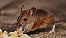24 Hour & Emergency Exterminators in Sayre, PA